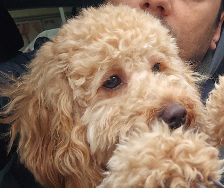 Poodle (Minyatür Kaniş), Köpek  Lily fotoğrafı