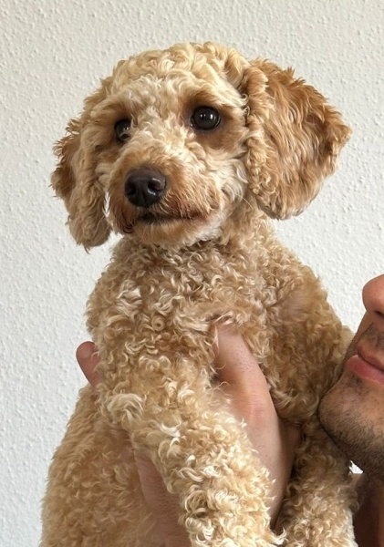 Poodle (Minyatür Kaniş), Köpek  Lily fotoğrafı