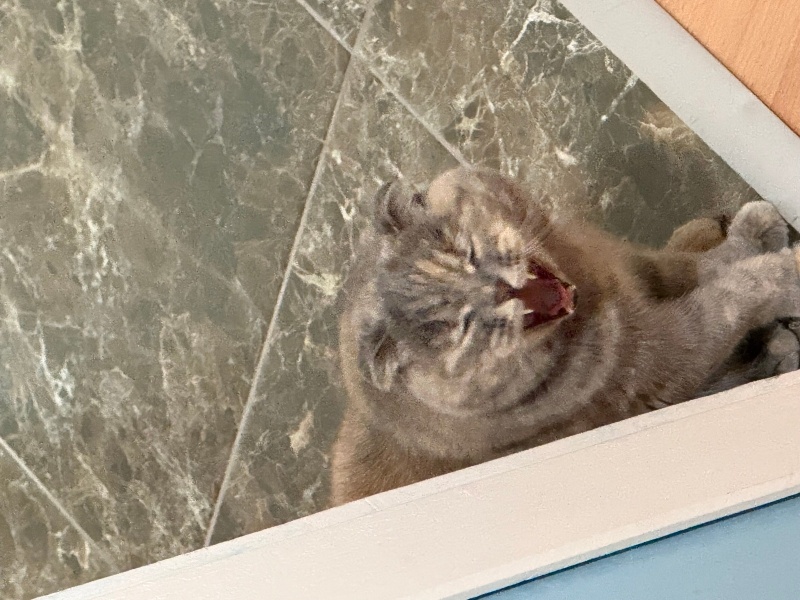 Scottish Fold, Kedi  Appa fotoğrafı