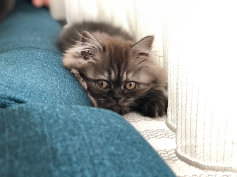 British Longhair, Kedi  şila fotoğrafı