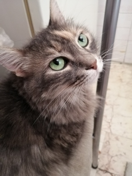 Tekir Kedi, Kedi  Pamuk fotoğrafı
