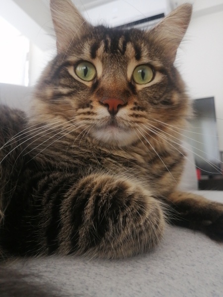 Tekir Kedi, Kedi  Pamuk fotoğrafı