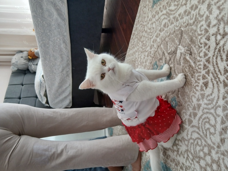 British Shorthair, Kedi  Pambik fotoğrafı