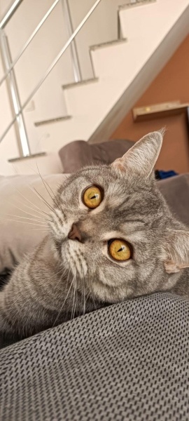 British Shorthair, Kedi  Misket fotoğrafı