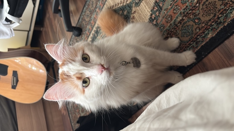 Ankara Kedisi, Kedi  Susam fotoğrafı