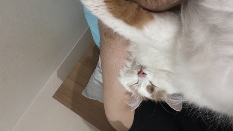 Ankara Kedisi, Kedi  Susam fotoğrafı