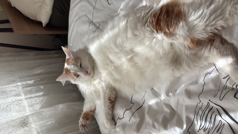 Ankara Kedisi, Kedi  Susam fotoğrafı