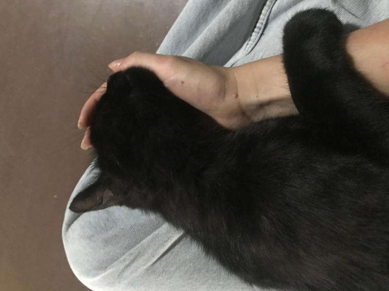 Bombay, Kedi  İsmi bilinmiyo :( fotoğrafı