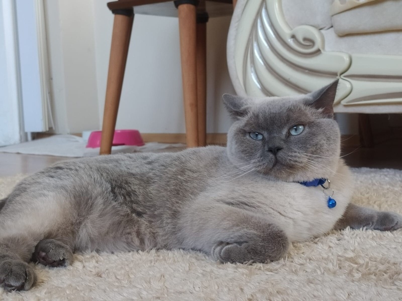British Shorthair, Kedi  Duman fotoğrafı