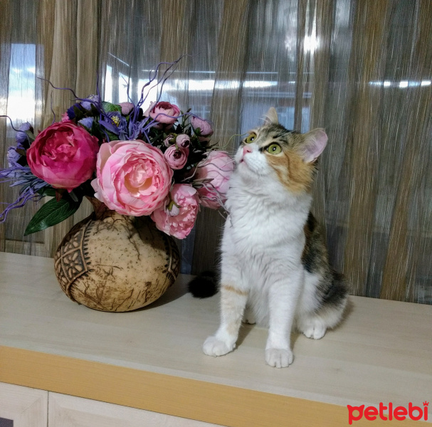 Tekir Kedi, Kedi  Çakıl fotoğrafı