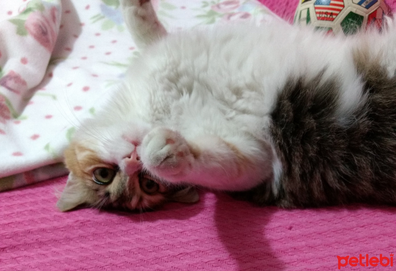 Tekir Kedi, Kedi  Çakıl fotoğrafı