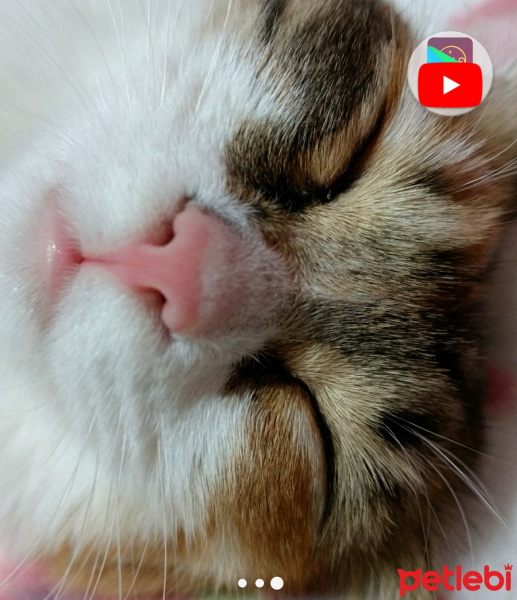 Tekir Kedi, Kedi  Çakıl fotoğrafı