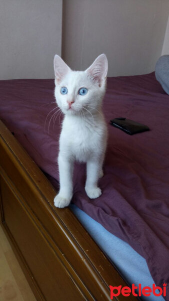 Van Kedisi, Kedi  Elizabeth fotoğrafı