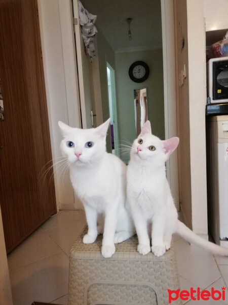 Van Kedisi, Kedi  Elizabeth fotoğrafı