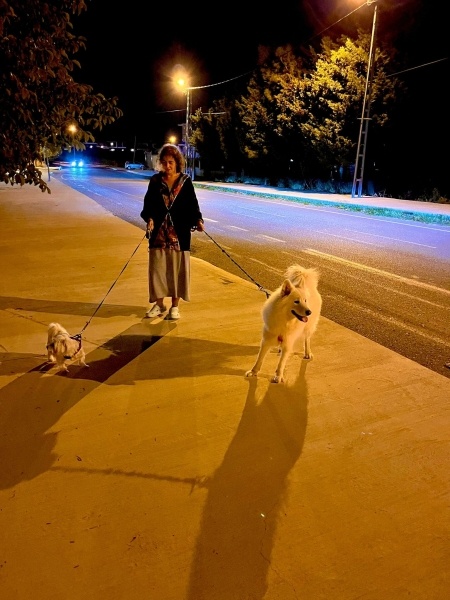 Maltese, Köpek  Coco fotoğrafı