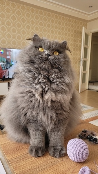 British Longhair, Kedi  Alev fotoğrafı