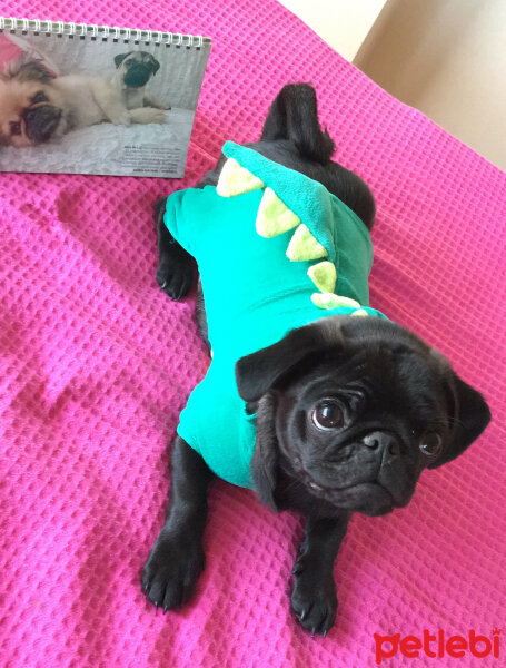 Pug, Köpek  Çiko fotoğrafı