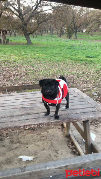 Pug, Köpek  Çiko fotoğrafı