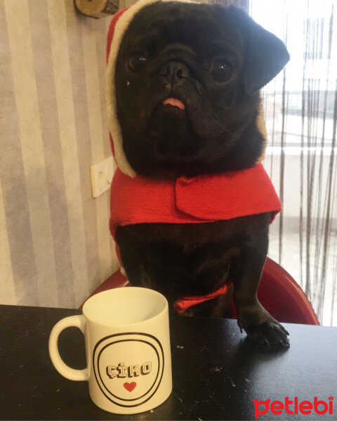 Pug, Köpek  Çiko fotoğrafı