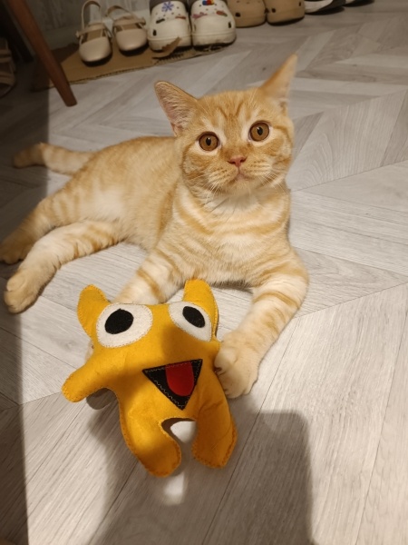 British Shorthair, Kedi  Mars fotoğrafı