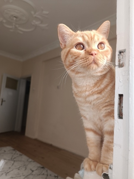 British Shorthair, Kedi  Mars fotoğrafı