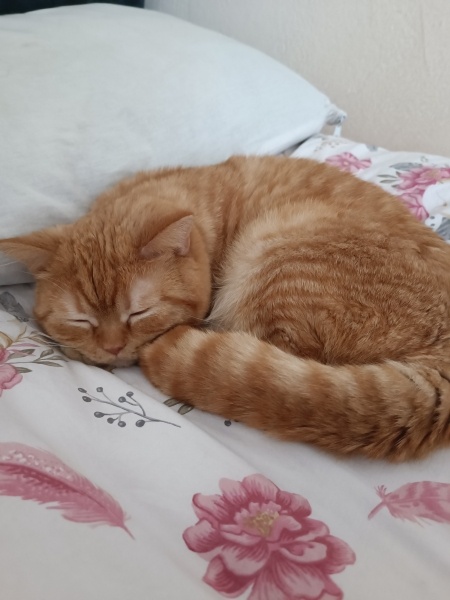 British Shorthair, Kedi  Mars fotoğrafı