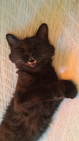 Bombay, Kedi  ÇAKLIT fotoğrafı