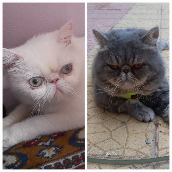 Exotic Shorthair, Kedi  Bebek fotoğrafı