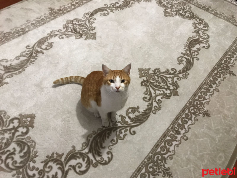 Norwegian Forest, Kedi  ZEUS fotoğrafı