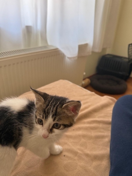 Tekir Kedi, Kedi  Rüya fotoğrafı