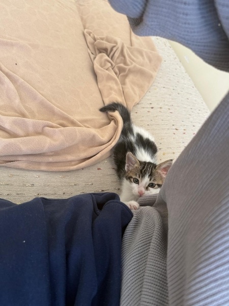 Tekir Kedi, Kedi  Rüya fotoğrafı