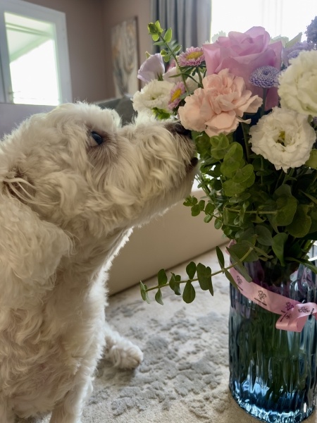 Sealyham Terrier, Köpek  Prosha fotoğrafı