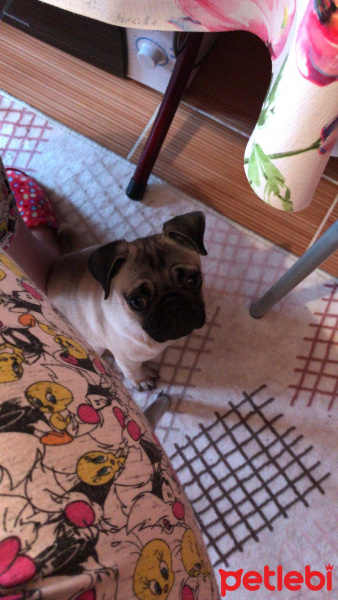 Pug, Köpek  Herkul fotoğrafı