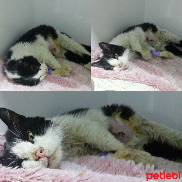 Tekir Kedi, Kedi  Cesur fotoğrafı
