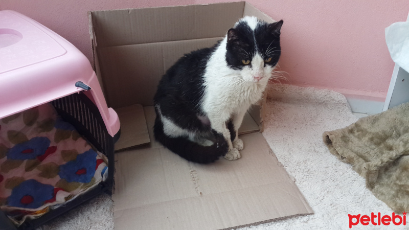 Tekir Kedi, Kedi  Cesur fotoğrafı