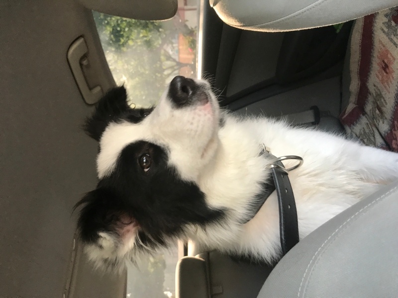 Border Collie, Köpek  Kontes fotoğrafı