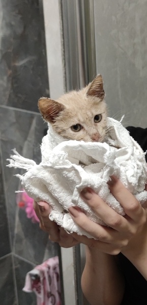 Sarman, Kedi  Tırtır fotoğrafı