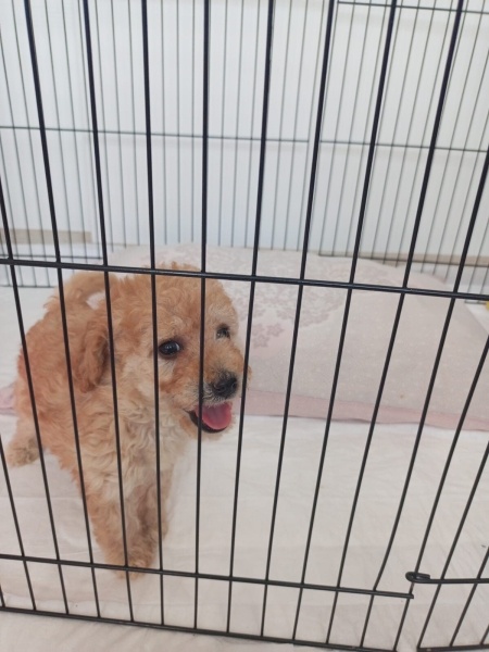 Poodle (Minyatür Kaniş), Köpek  Pofy fotoğrafı