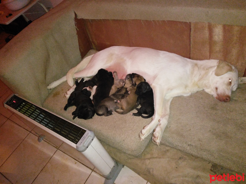 Labrador Retriever, Köpek  Lokum, Koka ve Simsim ile adsız 8 Bebek fotoğrafı