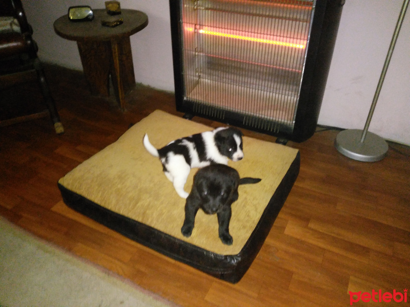 Labrador Retriever, Köpek  Lokum, Koka ve Simsim ile adsız 8 Bebek fotoğrafı