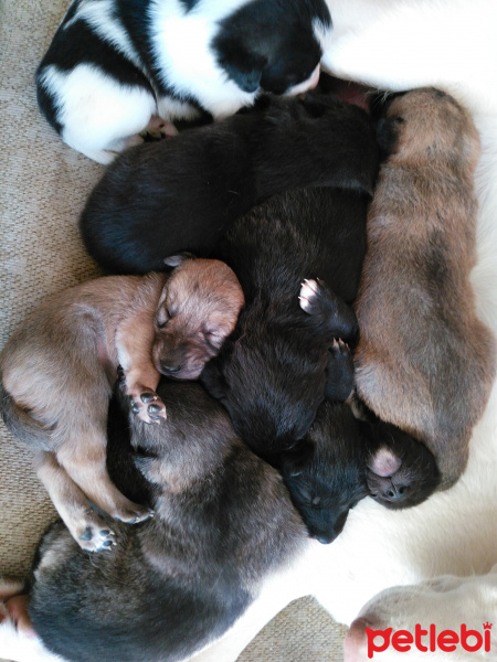 Labrador Retriever, Köpek  Lokum, Koka ve Simsim ile adsız 8 Bebek fotoğrafı