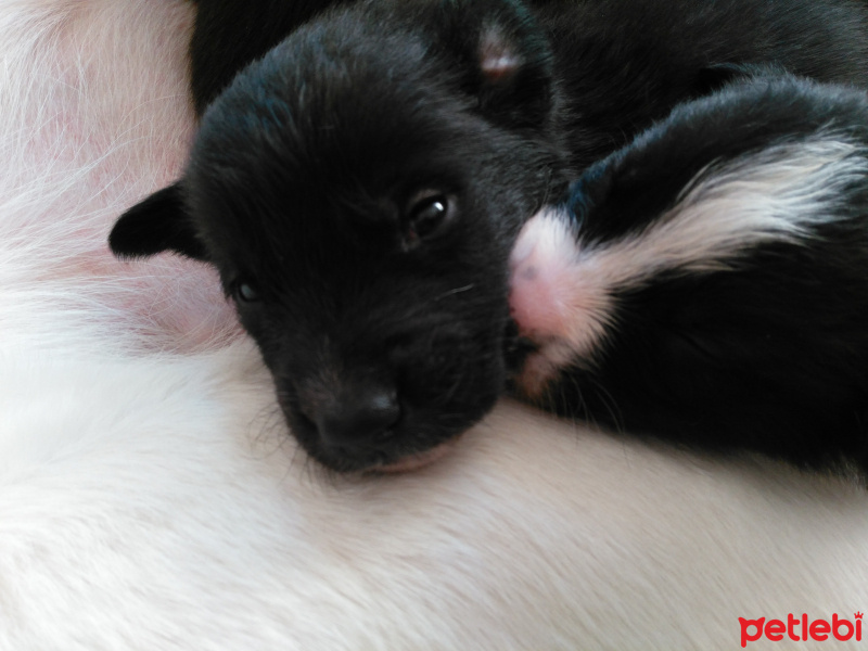 Labrador Retriever, Köpek  Lokum, Koka ve Simsim ile adsız 8 Bebek fotoğrafı