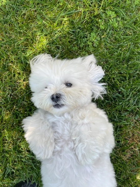 Maltese, Köpek  Luna fotoğrafı