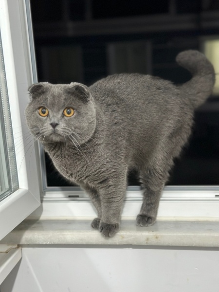 Scottish Fold, Kedi  Canım fotoğrafı