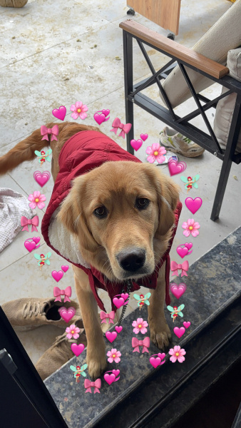 Golden Retriever, Köpek  Ruby fotoğrafı