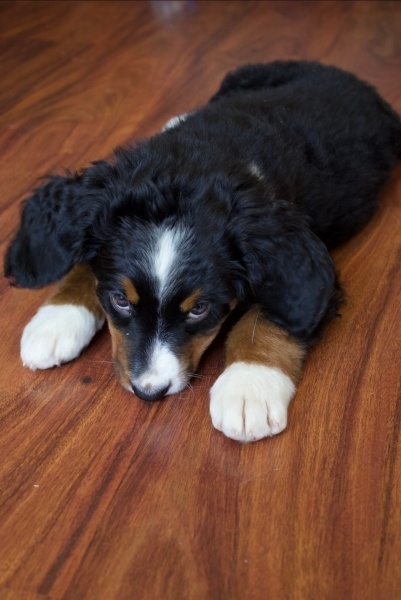 Bernese Dağ Köpeği, Köpek  Bailey fotoğrafı