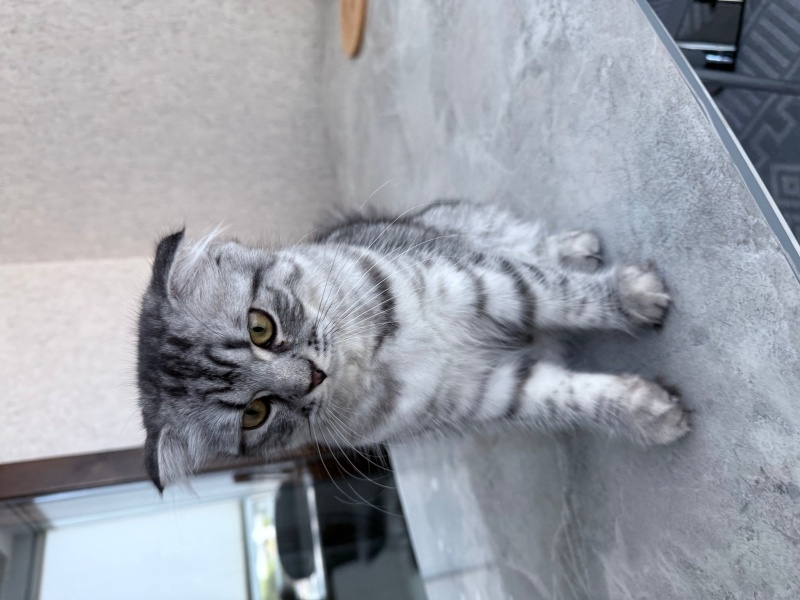 Scottish Fold, Kedi  Güneş fotoğrafı