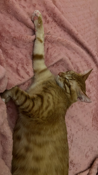 Tekir Kedi, Kedi  Ginger fotoğrafı