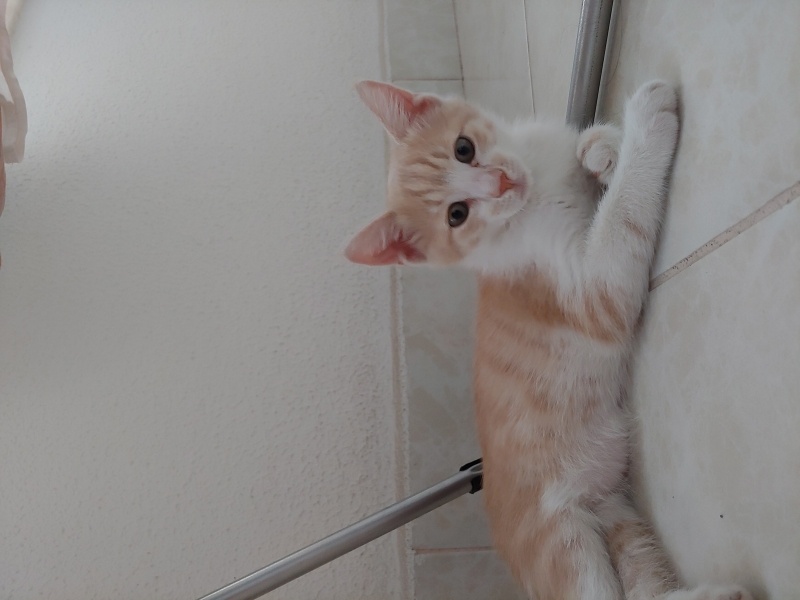 Sarman, Kedi  Latte fotoğrafı