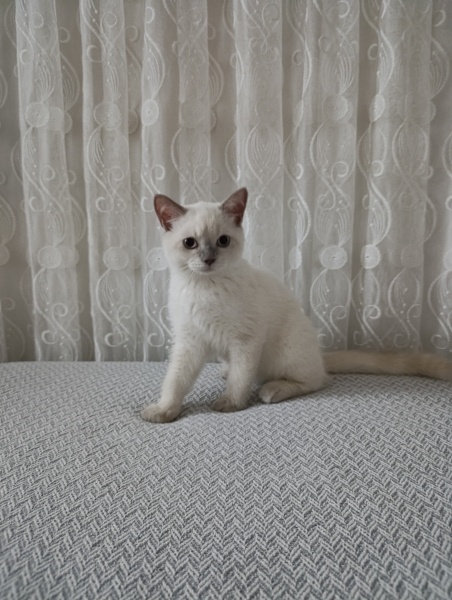 British Shorthair, Kedi  Mia fotoğrafı